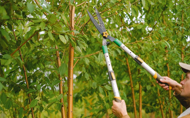 Tree trimming in Glennallen, AK